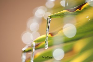 3K0A0507crop-txt.jpg